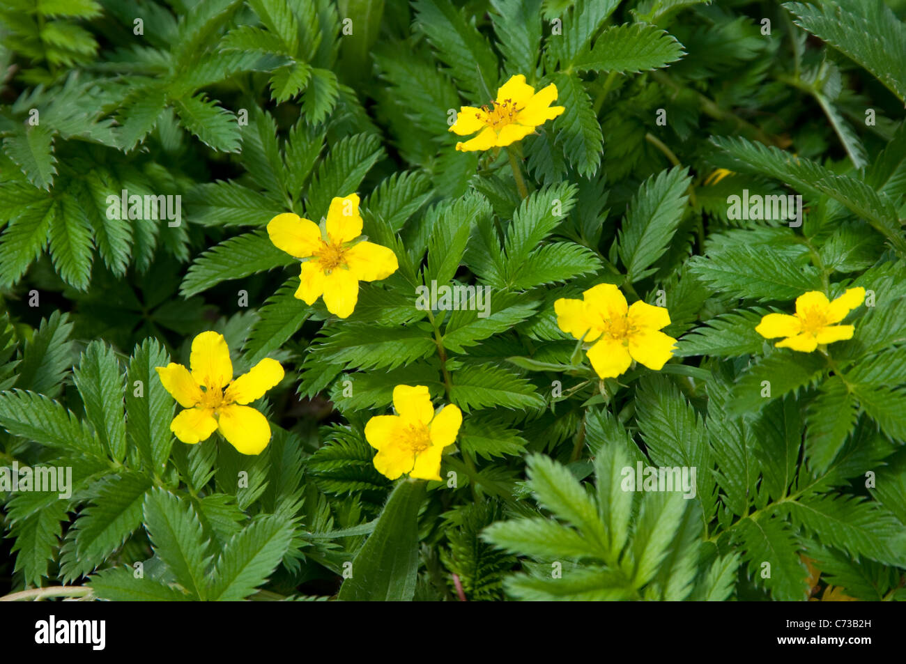 Goose Grass, Silverweed, Wild Tansy (Potentilla anserina), flowering plant. Stock Photo
