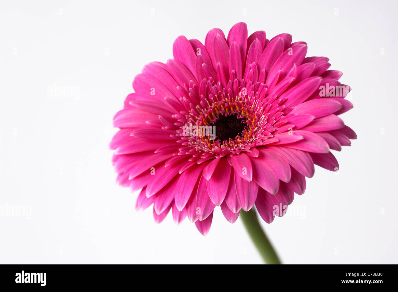 Barberton Daisy, Gerbera (Gerbera jamesonii). Pink flower seen against a white background. Stock Photo