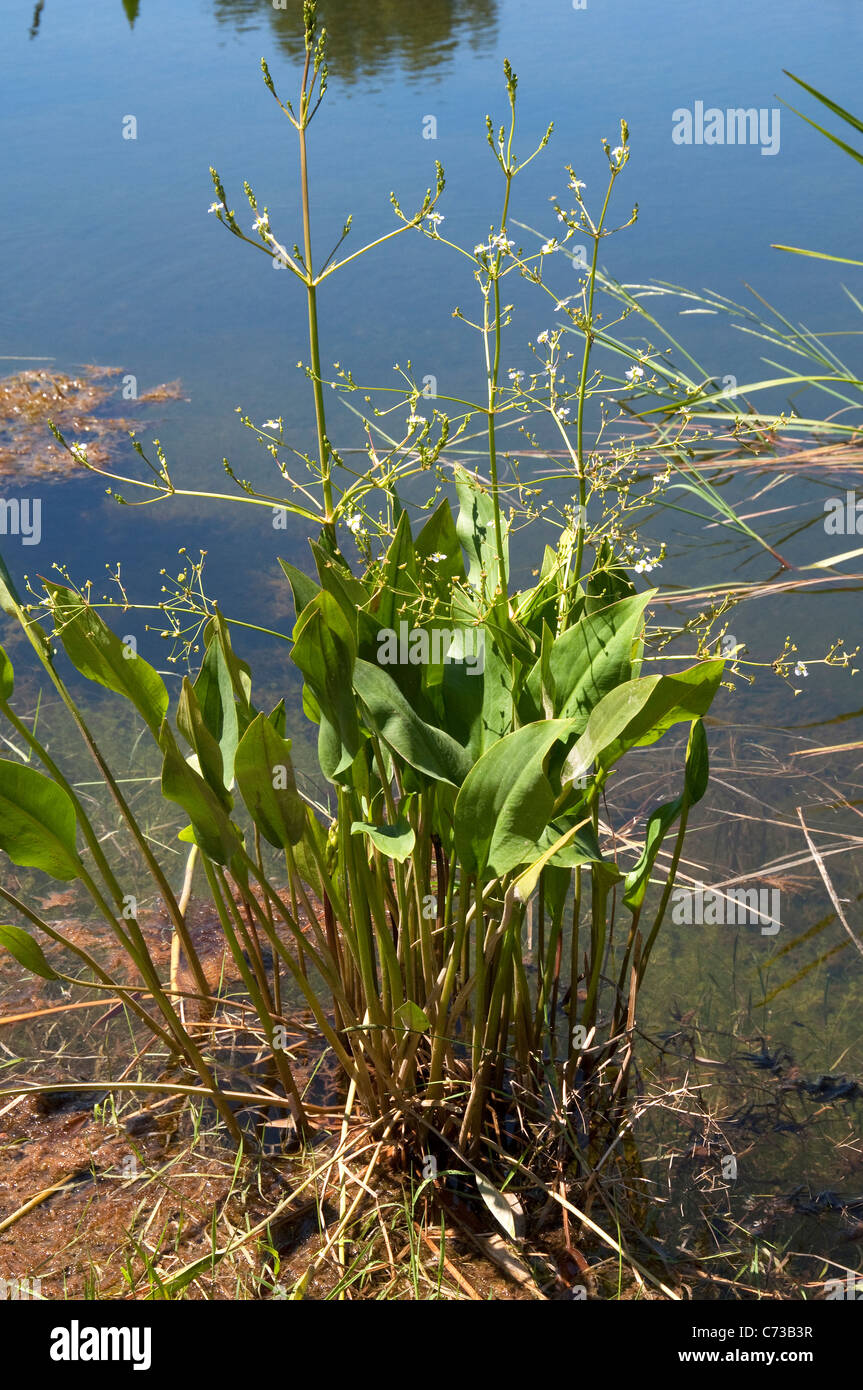 Water Plantain (Alisma plantago-aquatica), flowering plant. Stock Photo