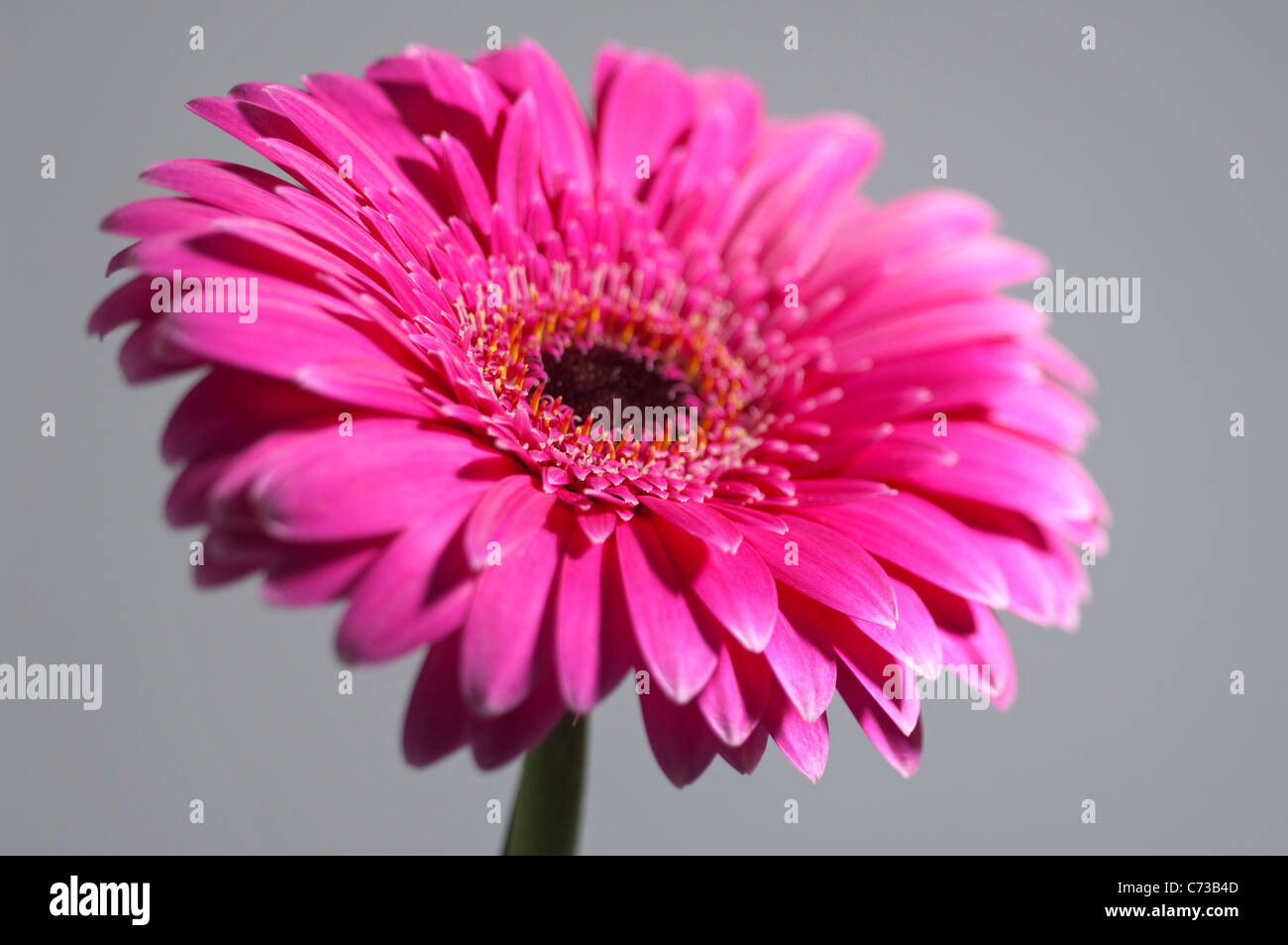 Barberton Daisy, Gerbera (Gerbera jamesonii). Pink flower seen against a gray background. Stock Photo