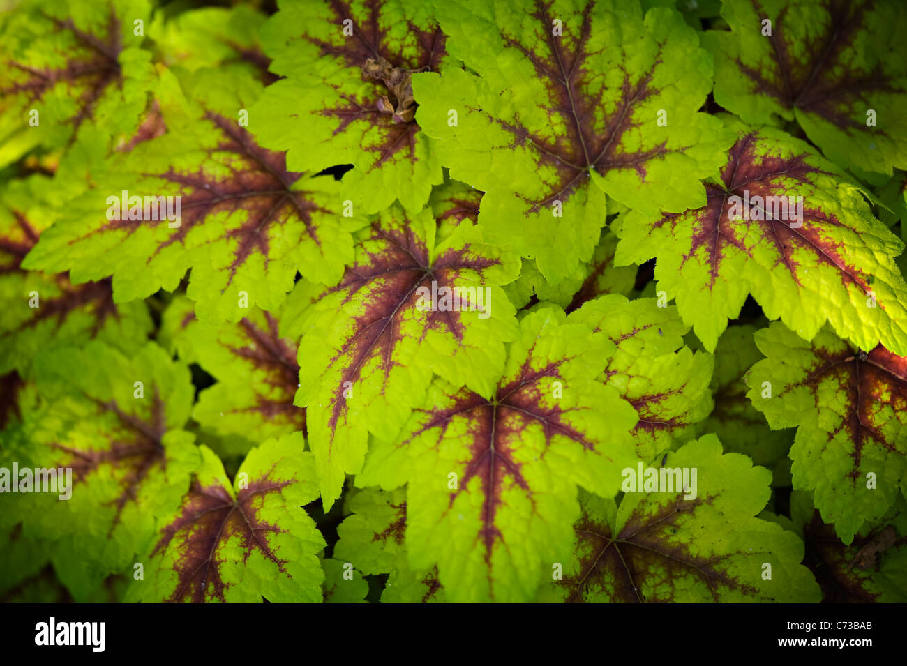 x Heucherella 'Spotlight' Heuchera Foamy bells, alum root or coral