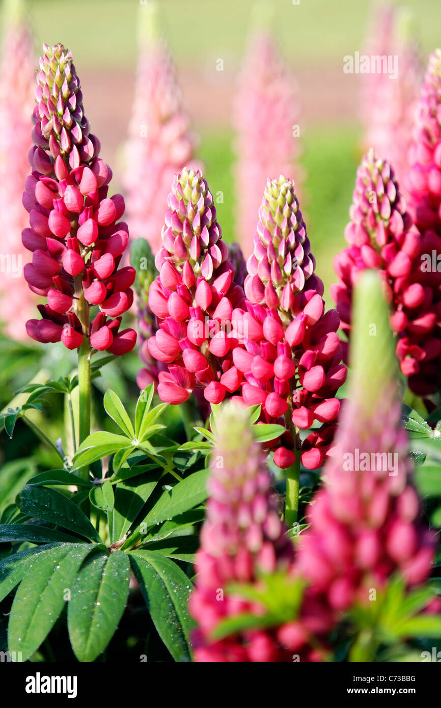 Pink lupine, Italian Gardens, Vanderbilt Mansion National Historic Site, Hyde Park, Dutchess County, New York, USA Stock Photo