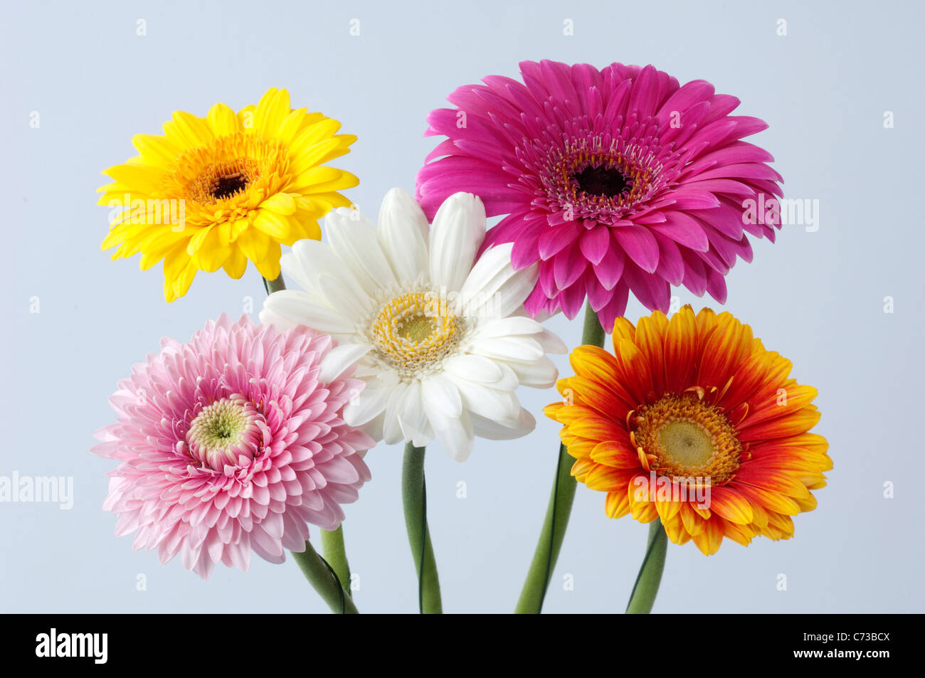 Barberton Daisy, Gerbera, Transvaal Daisy (Gerbera hybrid). Flowers of different colors. Stock Photo