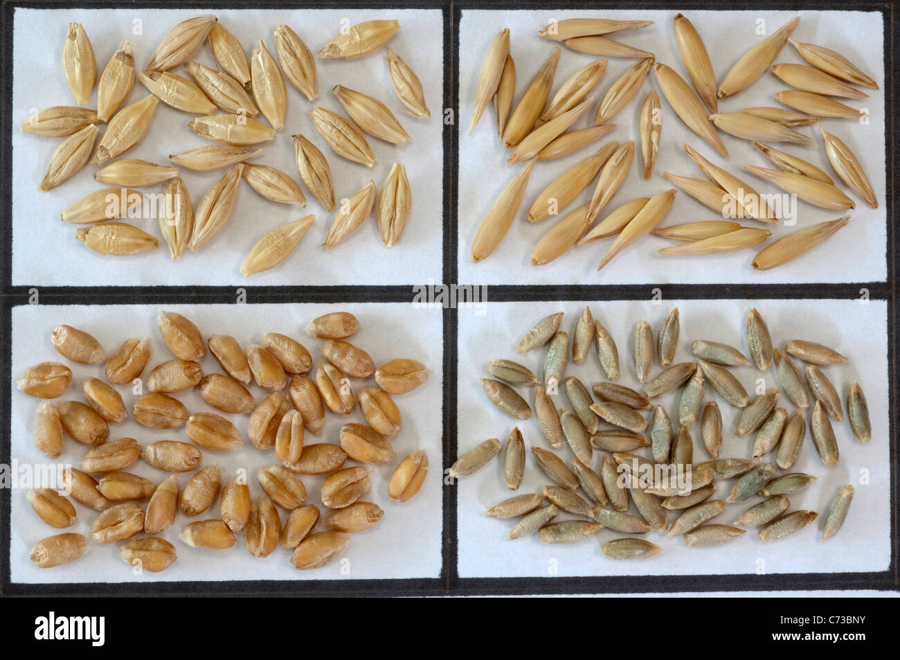 Various cereals: Barley (Hordeum distichon), Oats (Avena sativa), Wheat (Triticum aestivum) and Rye (Secale cereale). Stock Photo