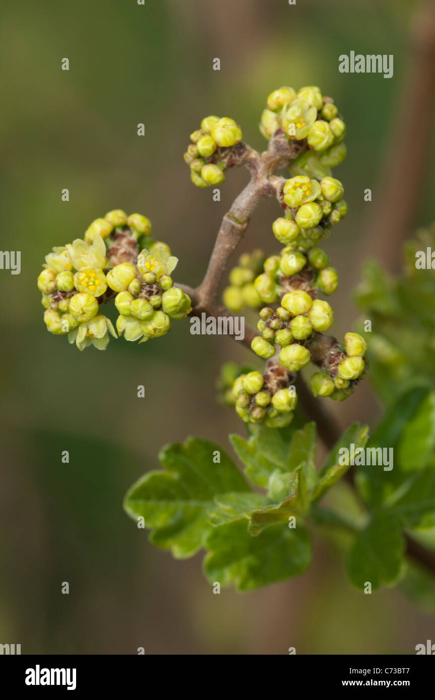 Fragrant Sumac (Rhus aromatica). Flowering twig. Stock Photo