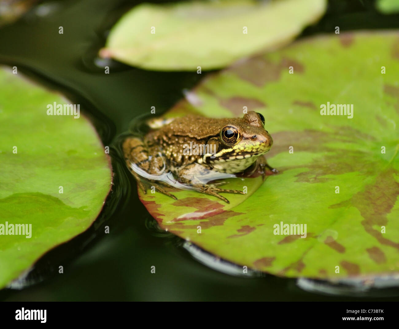 a green frog resting on a water lily leaf Stock Photo - Alamy