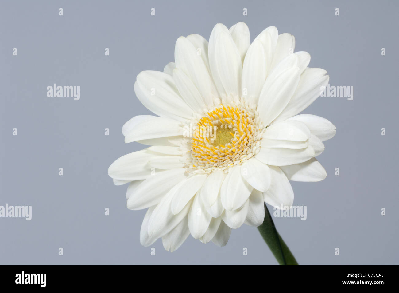 Barberton Daisy, Gerbera, Transvaal Daisy (Gerbera hybrid), white flower. Studio picture against a gray background. Stock Photo