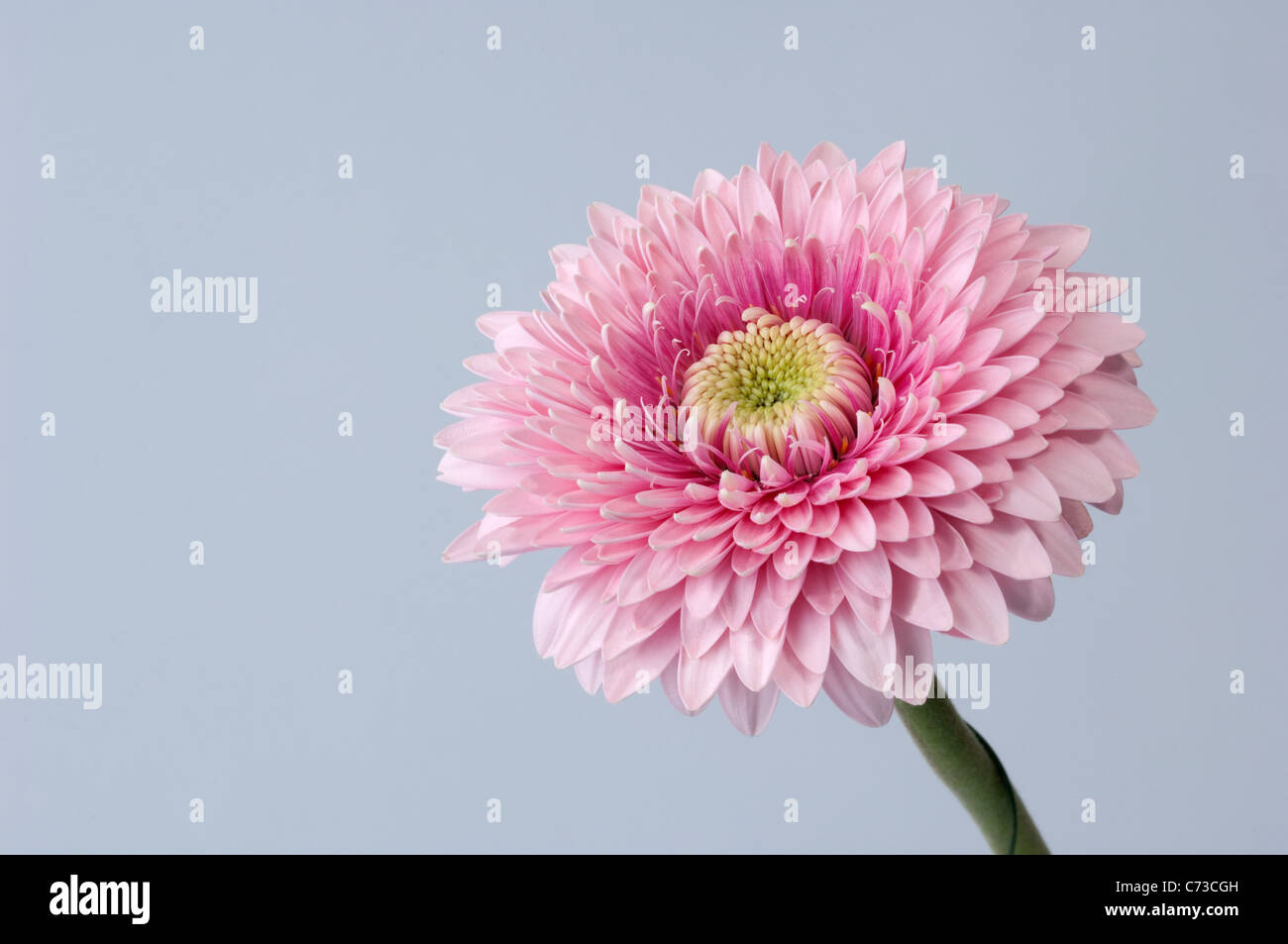 Barberton Daisy, Gerbera, Transvaal Daisy (Gerbera hybrid), pink flower. Studio picture against a gray background. Stock Photo