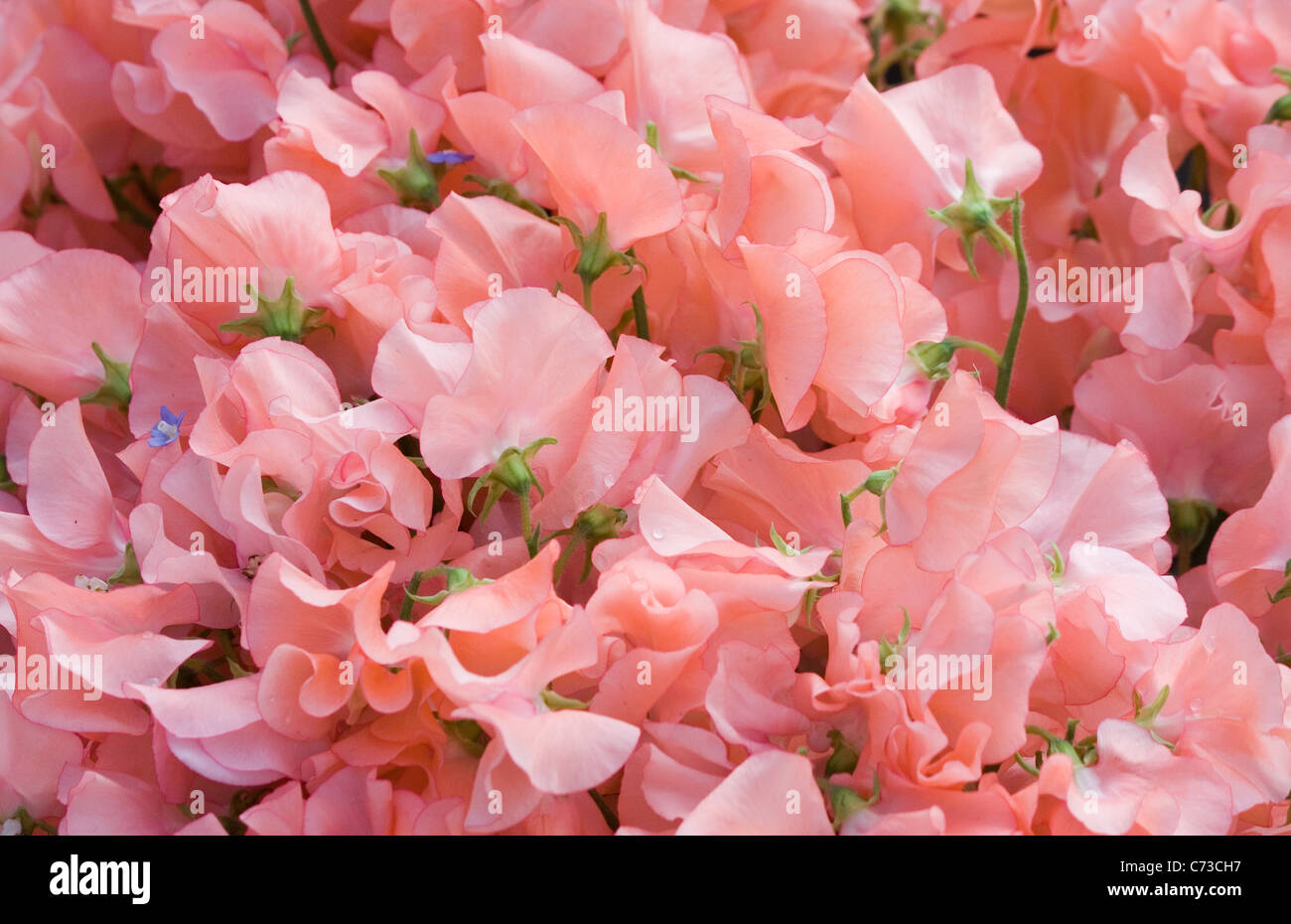Rosy sweet pea Stock Photo