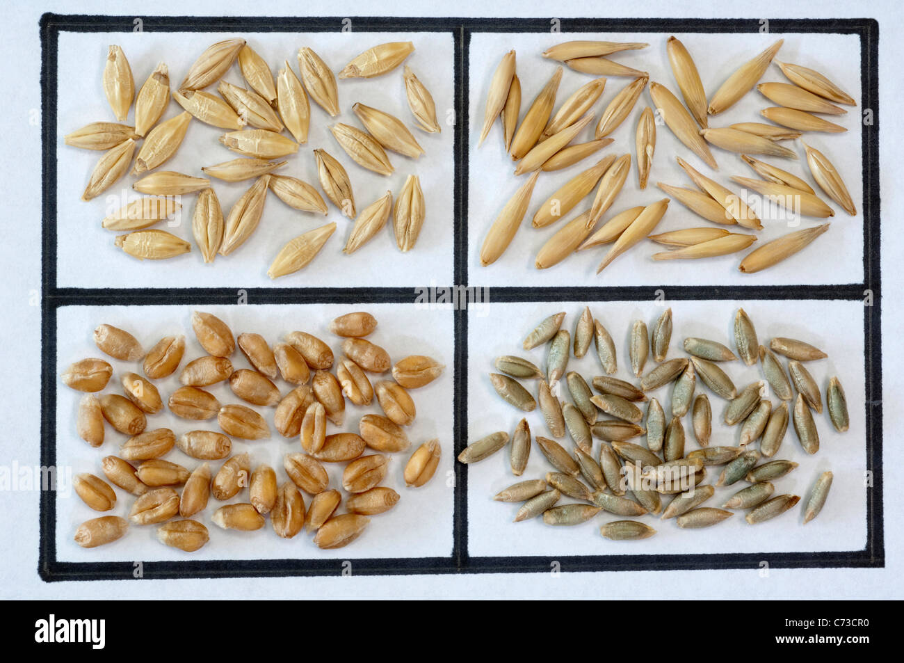 Various cereals: Barley (Hordeum distichon), Oats (Avena sativa), Wheat (Triticum aestivum) and Rye (Secale cereale). Stock Photo