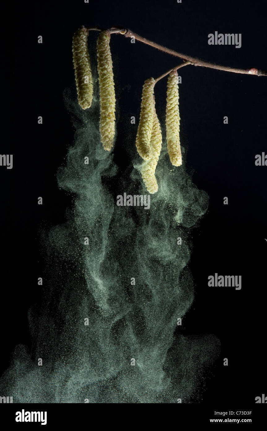 Common Hazel, Cobnut (Corylus avellana), male flowering stand giving off pollen. Studio picture against a black background. Stock Photo