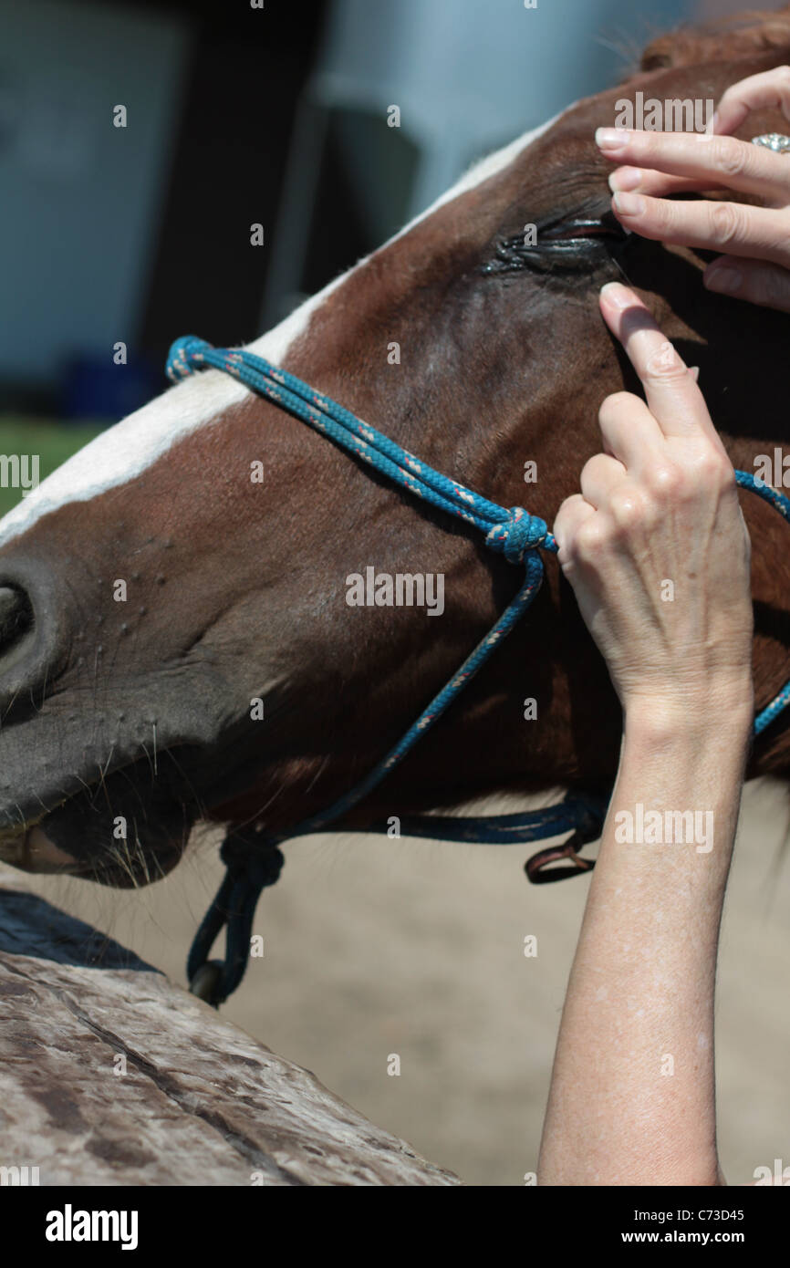 A woman putting medicine in the eye of her horse. Stock Photo