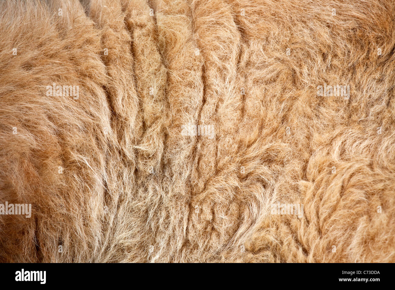 A mammal fur Stock Photo