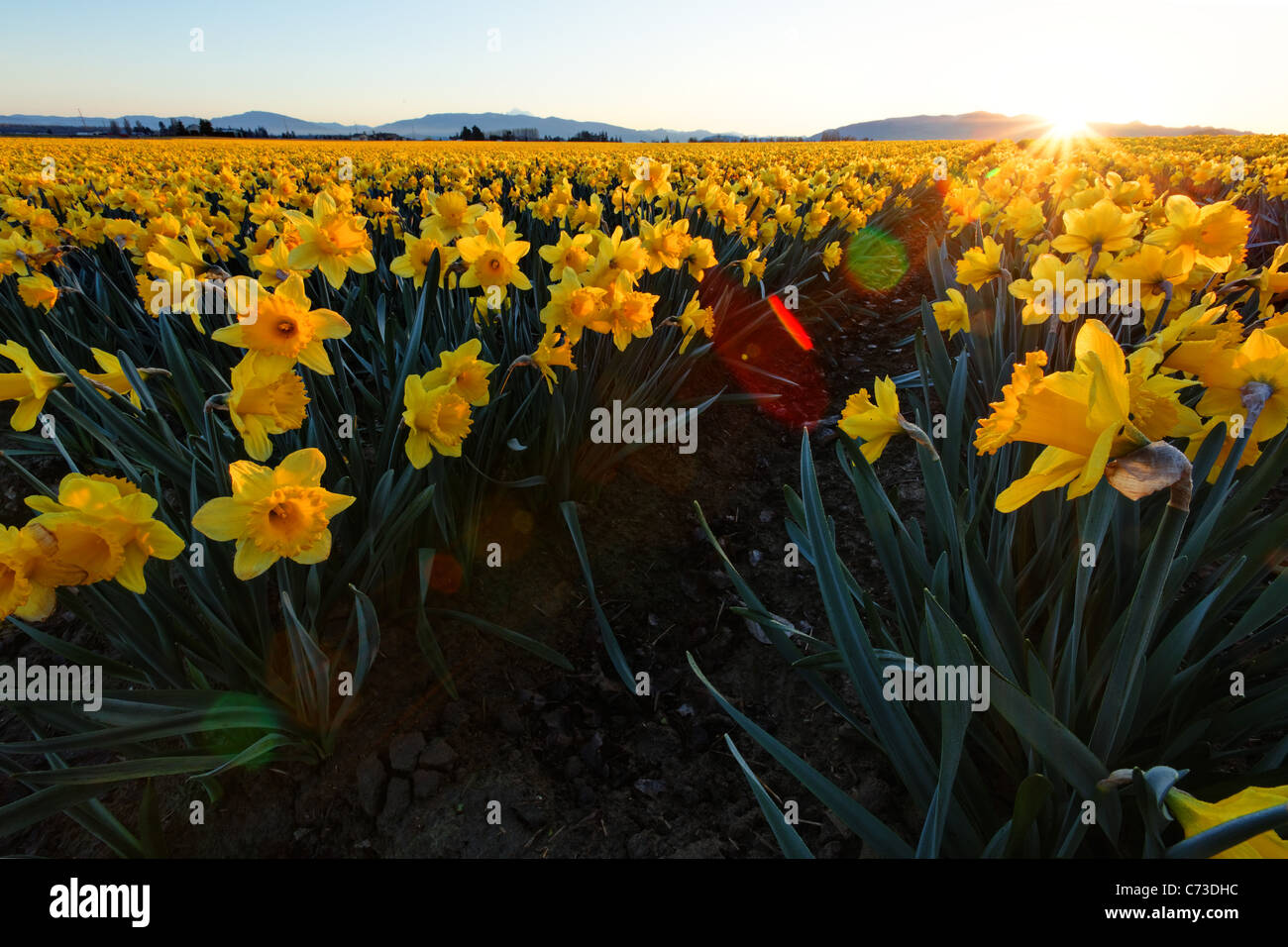 Sun rising over field of yellow daffodils, Skagit Valley, Mount Vernon, Skagit County, Washington, USA Stock Photo