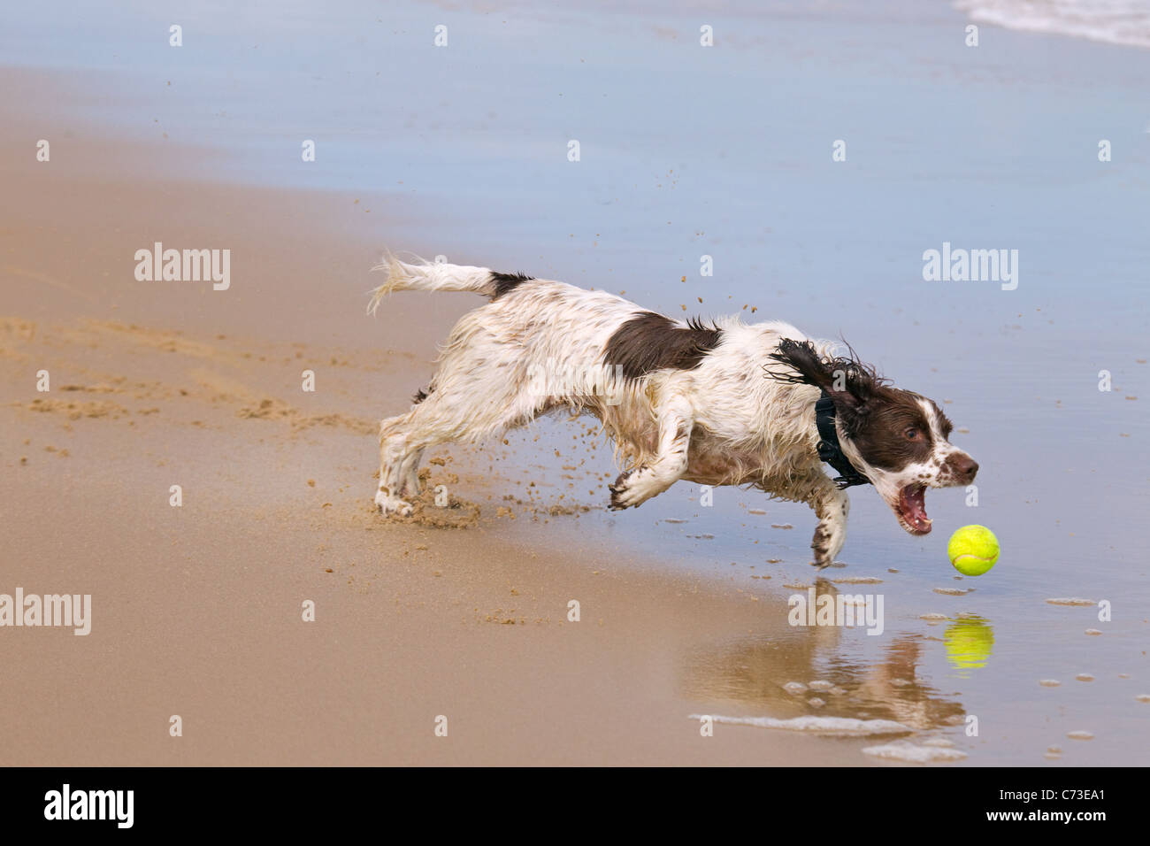 Dog chasing ball on beach hires stock photography and images Alamy