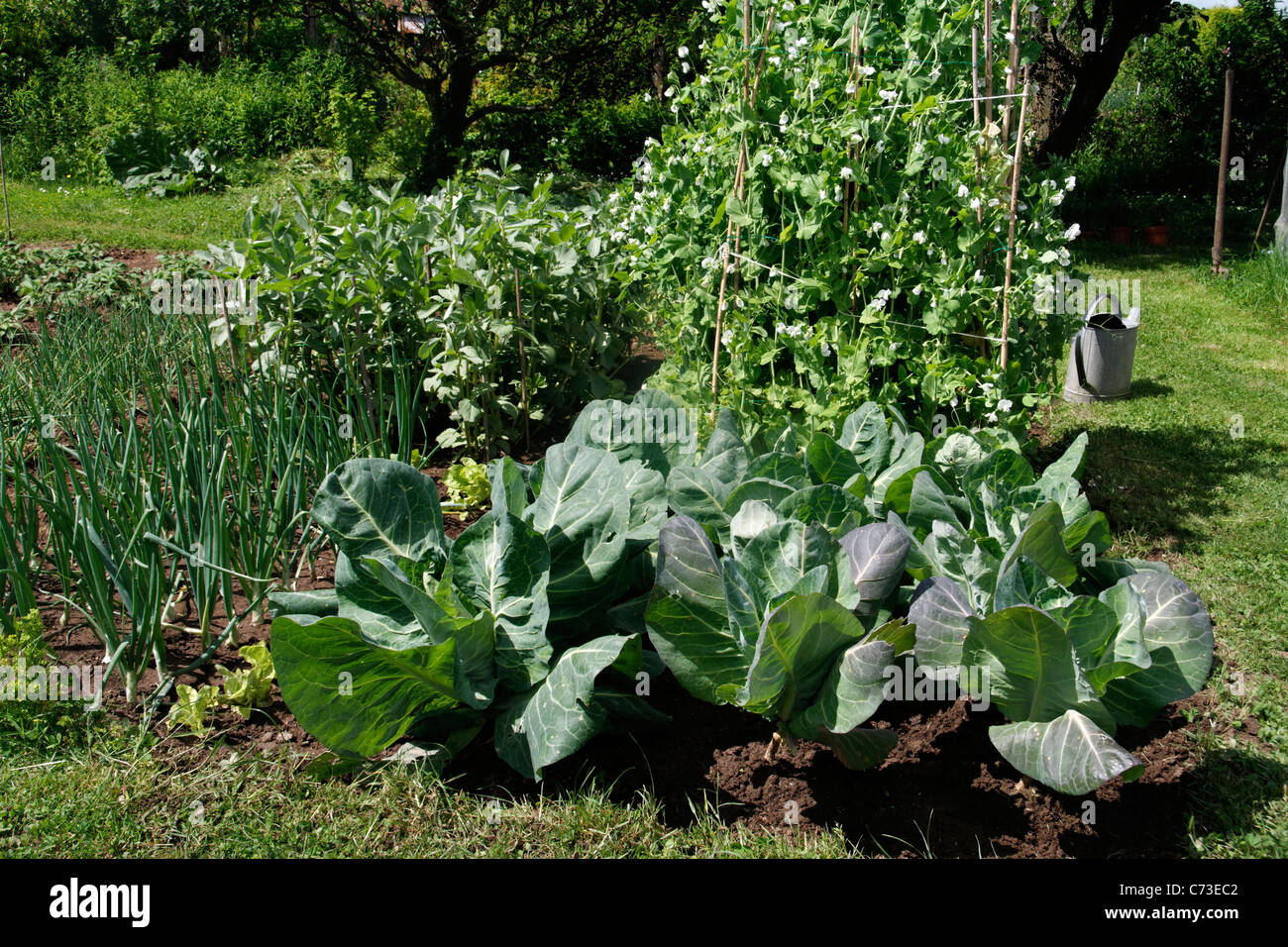 Vegetable garden cabbages, onions, peas with bamboo canes, fava beans Stock Photo Alamy
