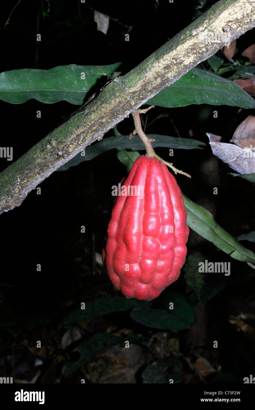 Vine fruit known as a bush carrot (Lavigeria macrocarpa: Icacinaceae), an edible fruit, in rainforest, Korup, Cameroon. Stock Photo