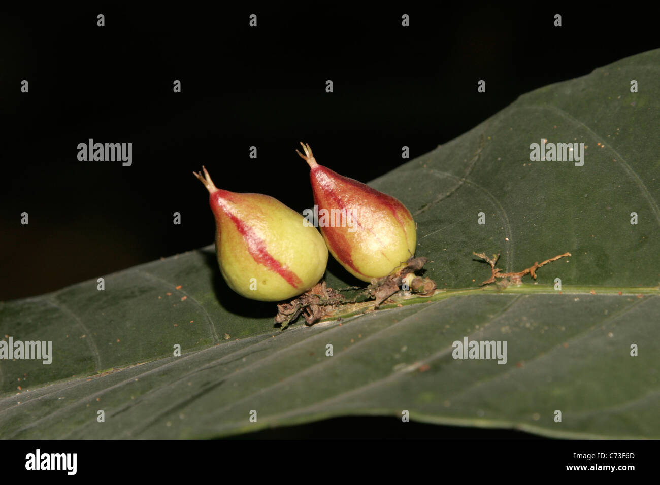 Fruits (Phyllobotryum spathulatum: Flacourtiaceae) arising from the leaf midrib, in rainforest Korup Cameroon Stock Photo