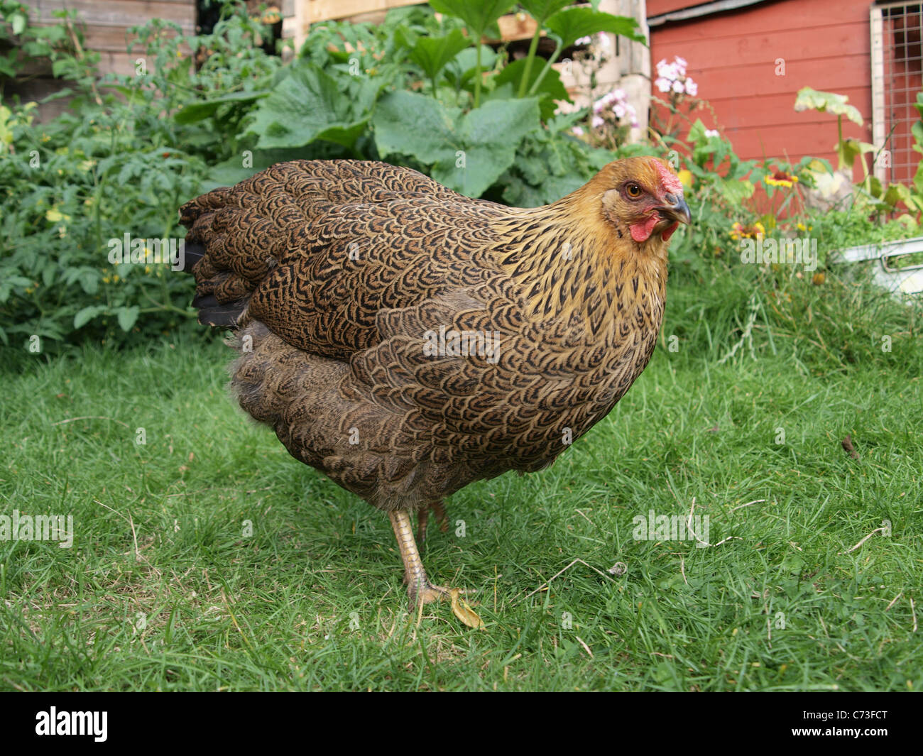 Partridge Wyandotte Chicken in back garden. UK Stock Photo