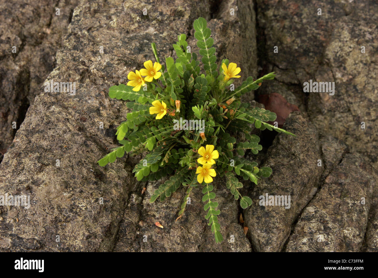 Flower (Biophytum zenkeri: Oxalidaceae) on rocks by a river in rainforest, Korup, Cameroon. Stock Photo