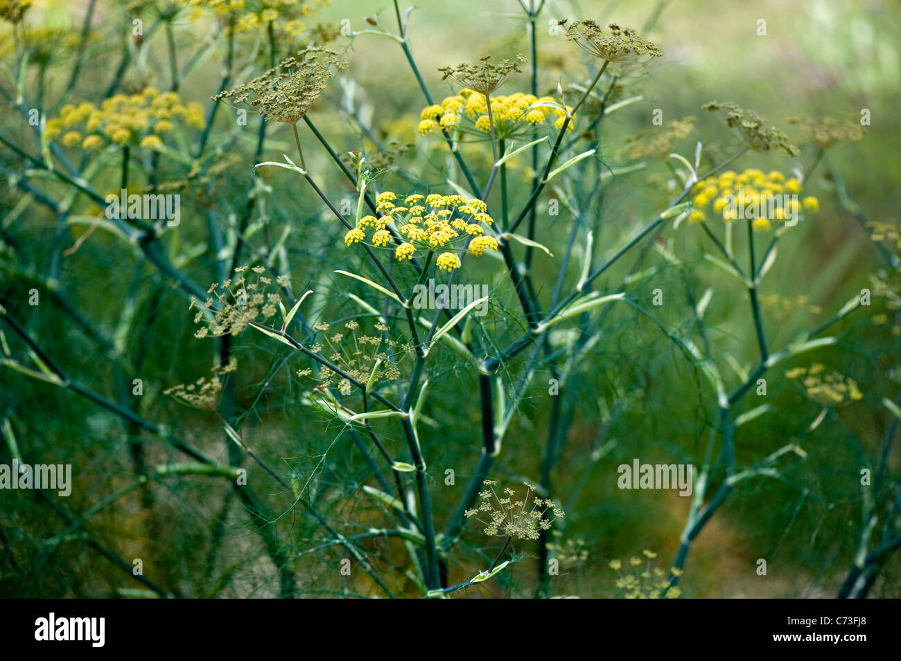 Close-up image of the summer flowering, yellow Foeniculum vulgare flowers also known as Common Fennel, image taken against a soft background. Stock Photo