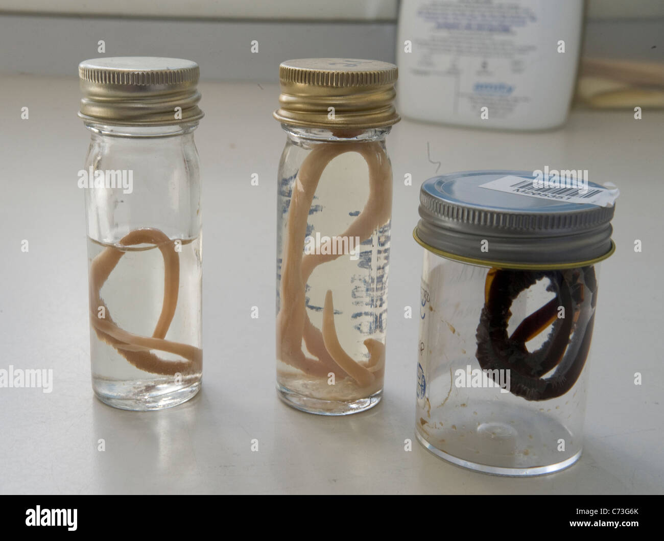 Parasite in jars Stock Photo