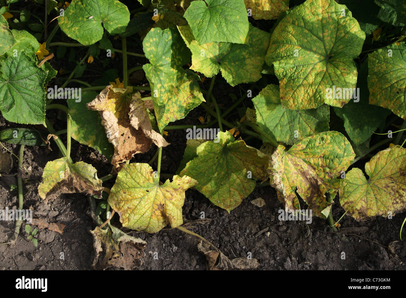 powdery mildew on cucumber leaves Stock Photo Alamy