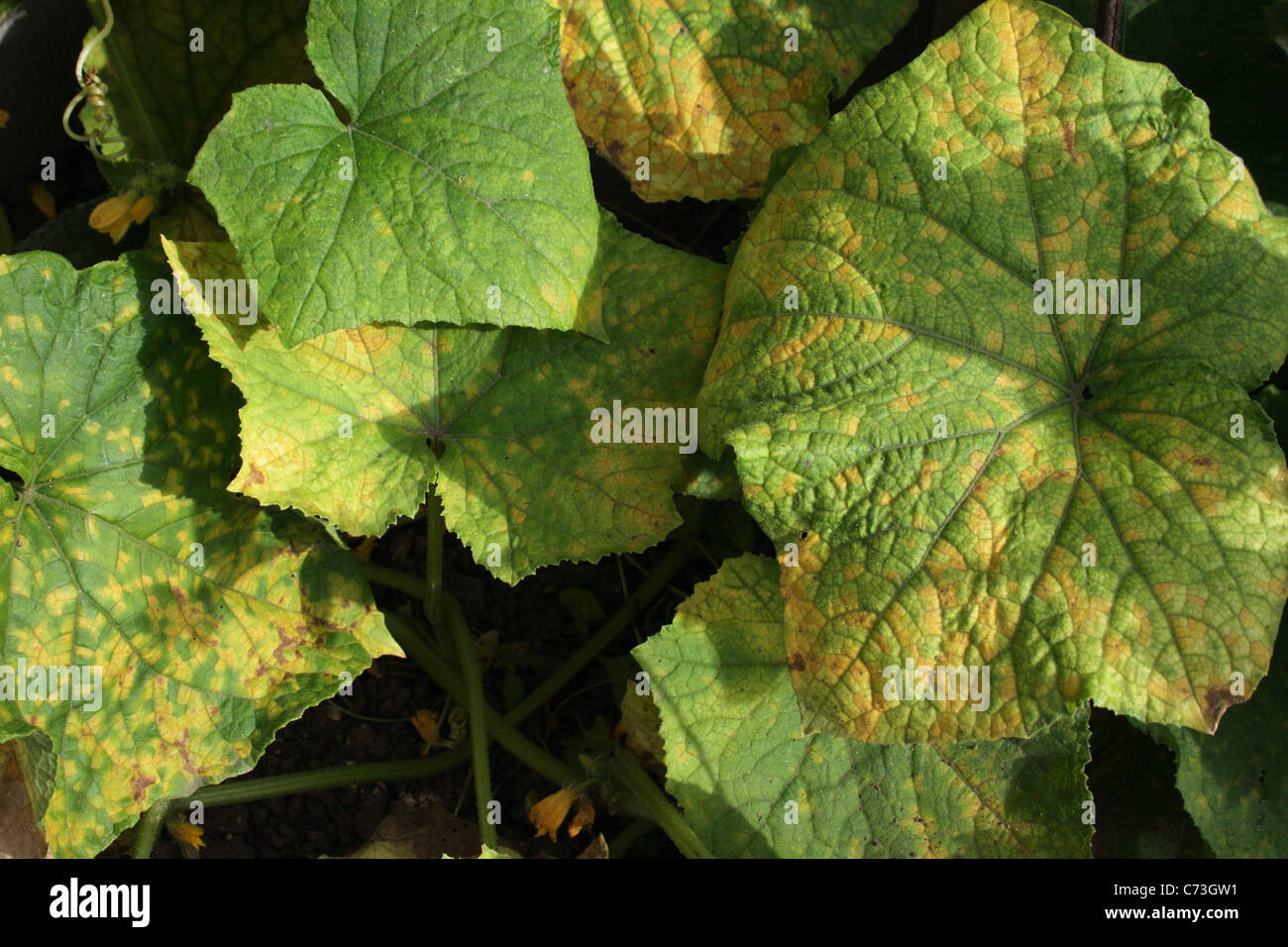 powdery mildew on cucumber leaves Stock Photo Alamy