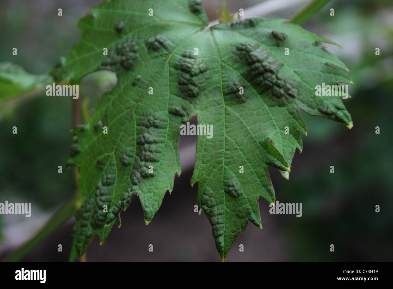 powdery mildew on grape leaves Stock Photo Alamy