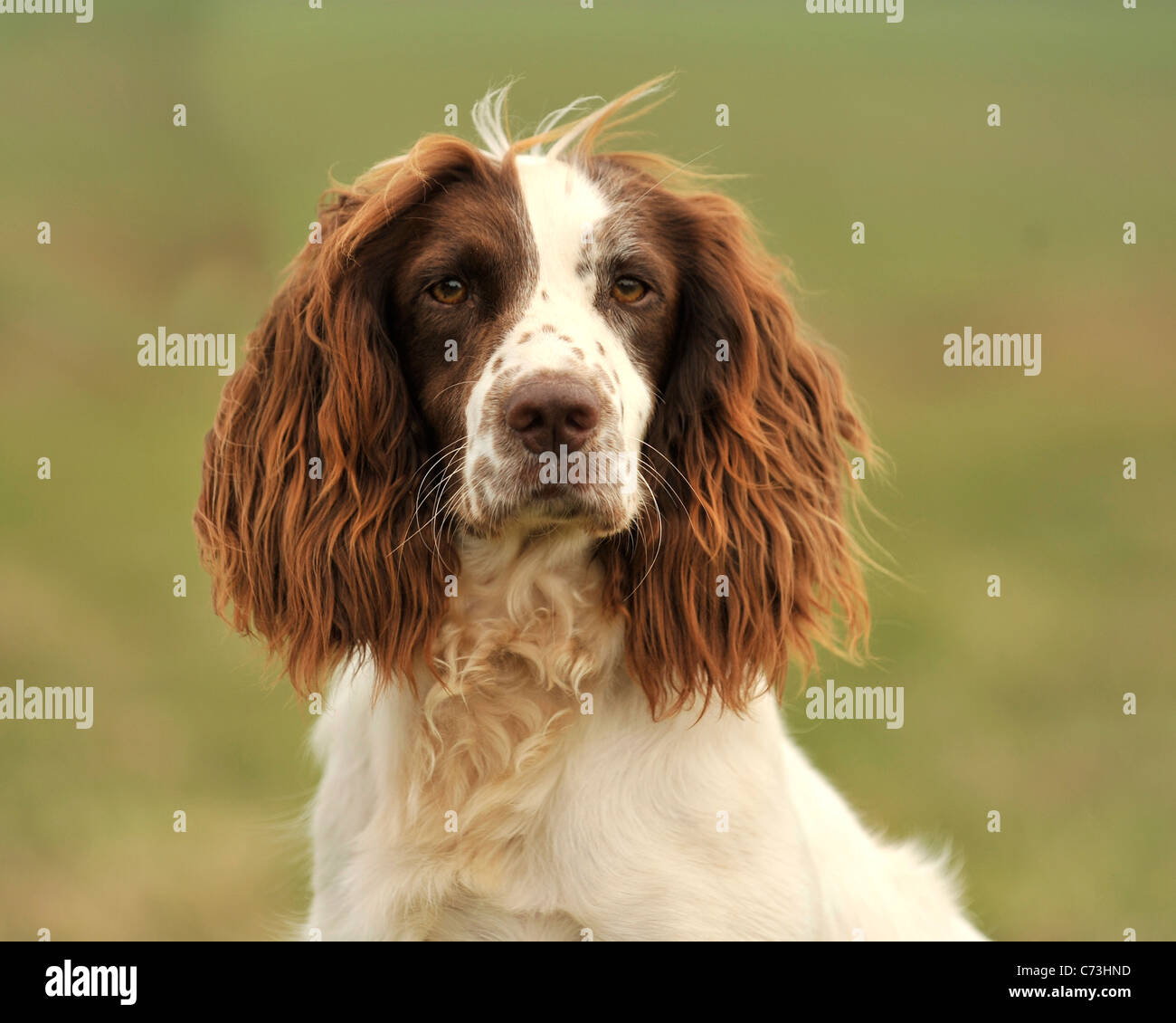 hairy cocker spaniel