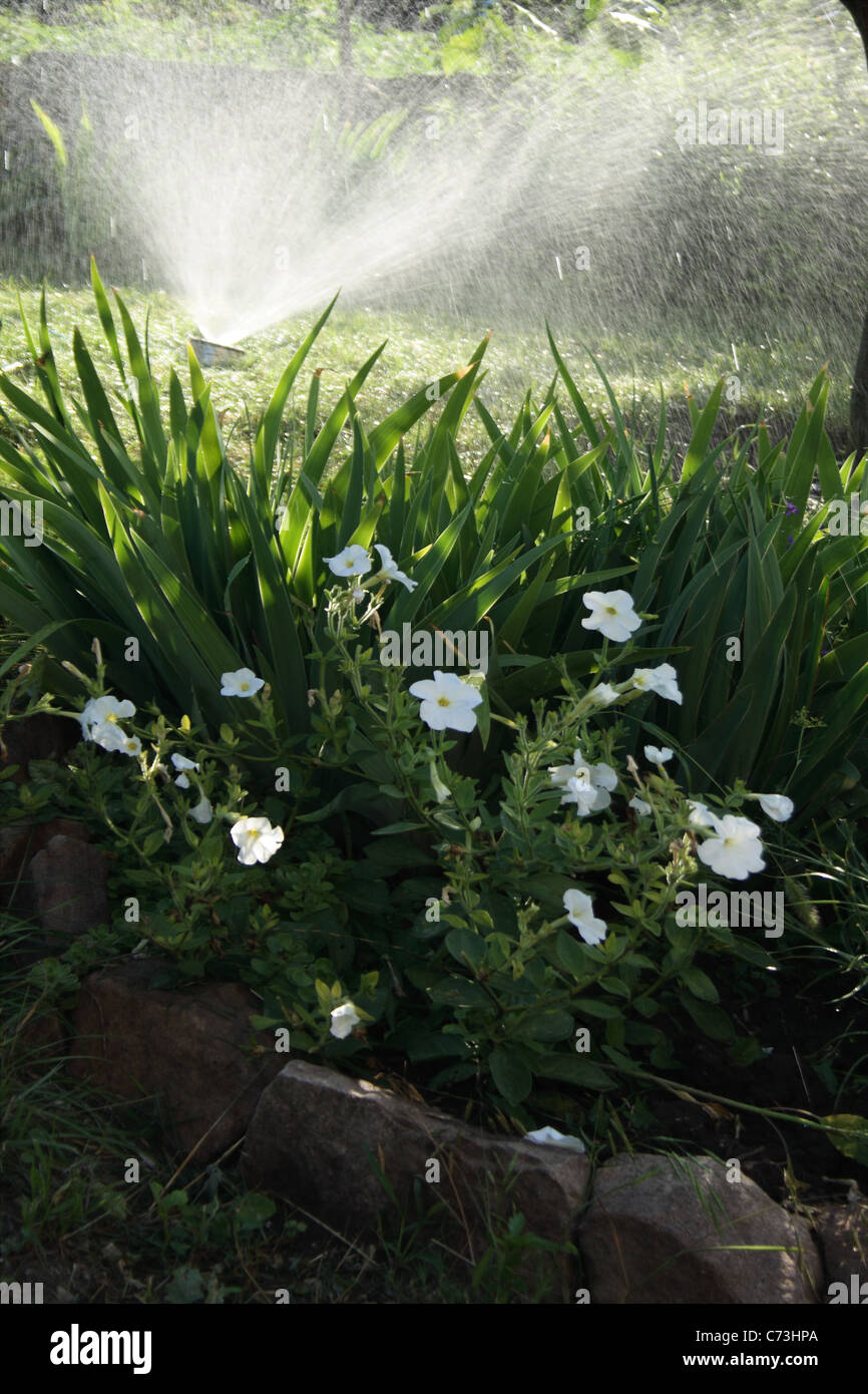 Hot summer garden watering hi-res stock photography and images - Alamy