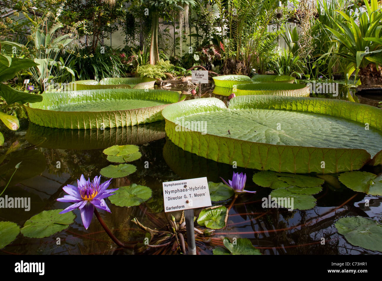 Water Lilies In The Victoria House In Goettingen Botanic Garden