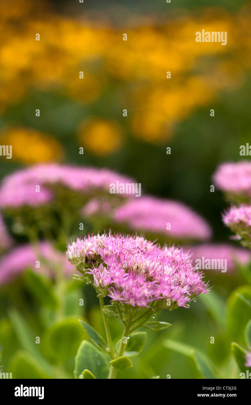 Cluster of pink hi-res stock photography and images - Alamy