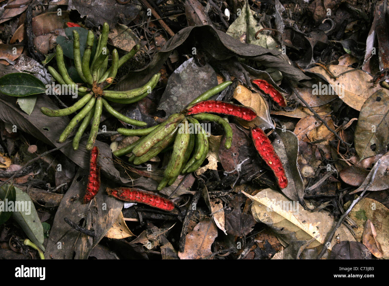 Tree fruits (Xylopia aethiopica: Annonaceae), fallen (red) and thrown down by monkeys (green), rainforest, Cameroon. Stock Photo