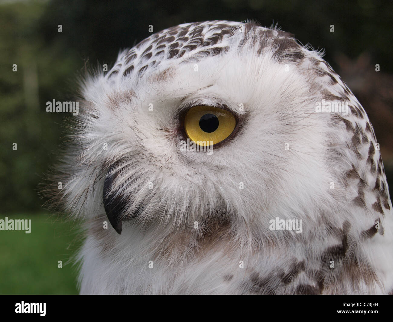 Closeup of female Snowy Owl Bubo scandiacus (captive Stock Photo - Alamy