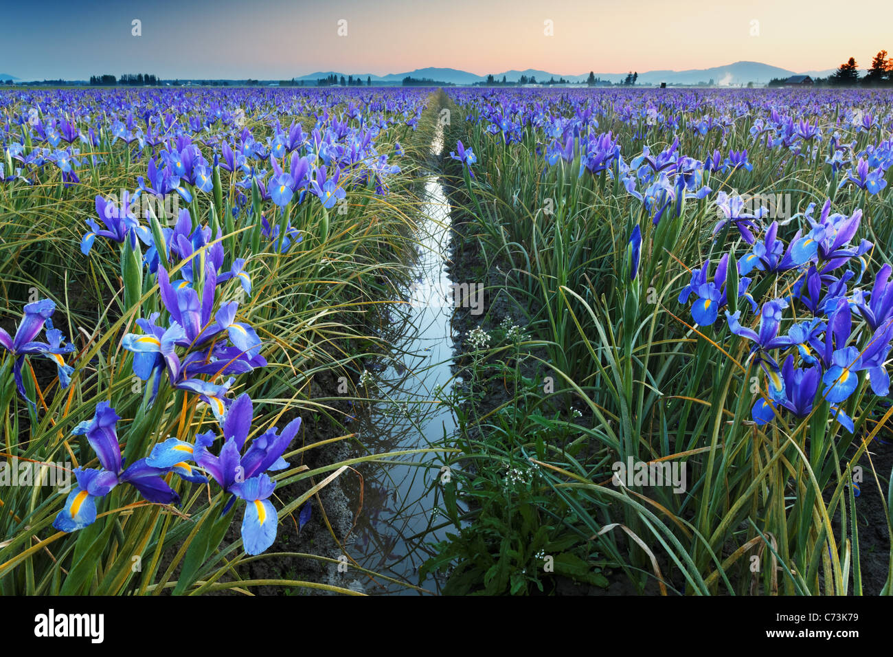 Field of blue iris, Skagit Valley, Mount Vernon, Washington Stock Photo