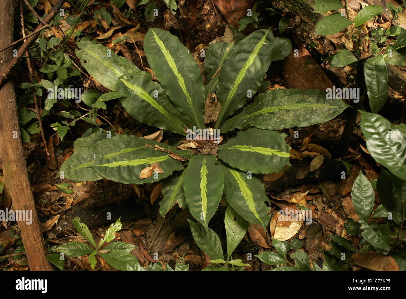 Variegated plant (Palisota barteri: Commelinaceae) in rainforest, Korup, Cameroon. Stock Photo