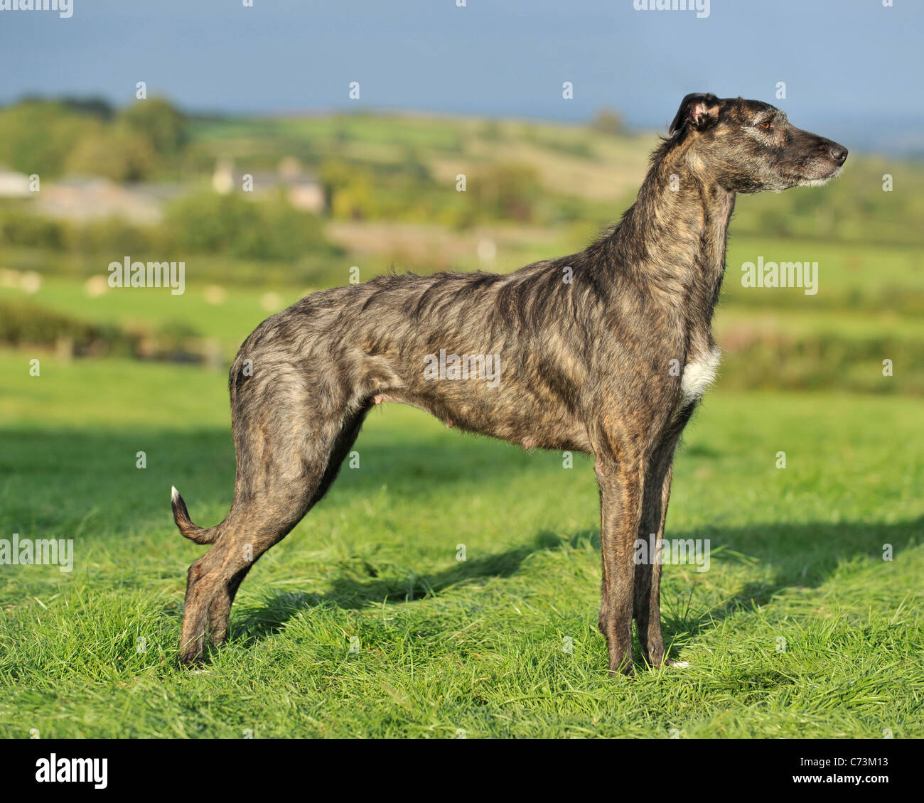 lurcher dog Stock Photo Alamy