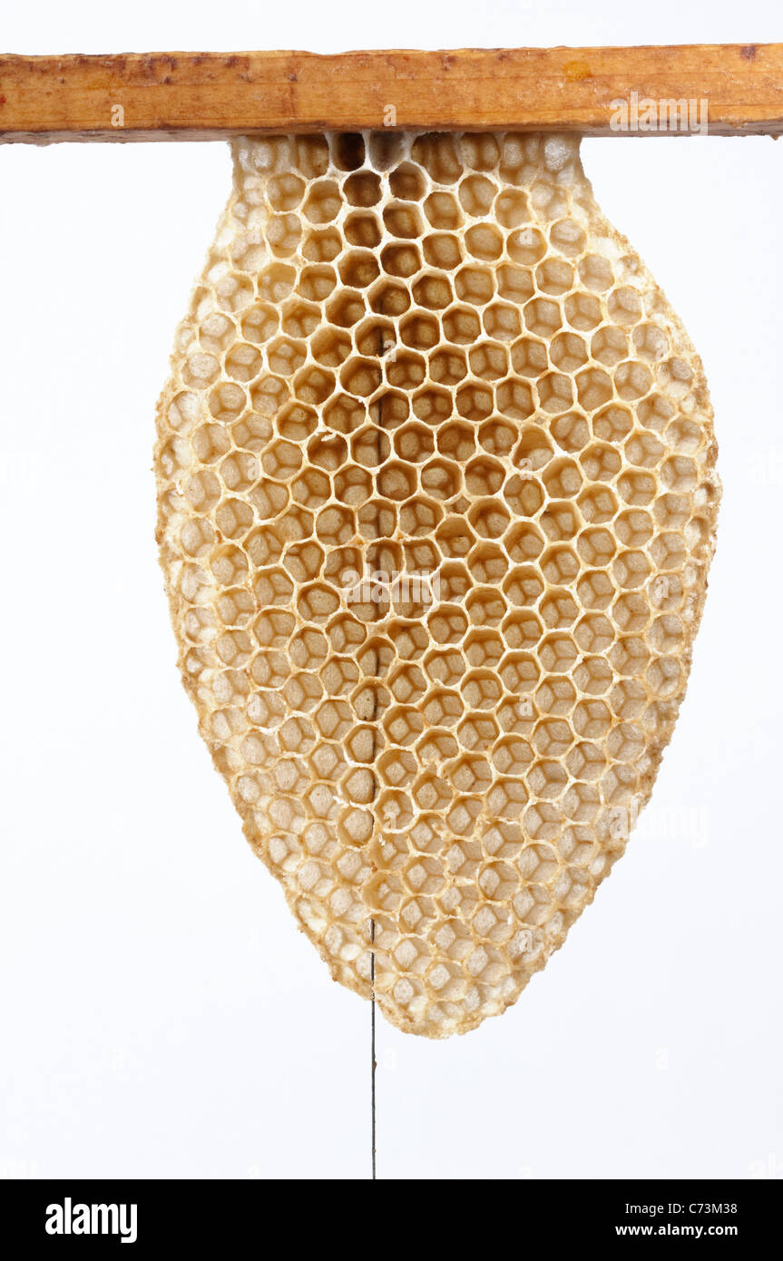 Wire frame animal hi-res stock photography and images - Alamy