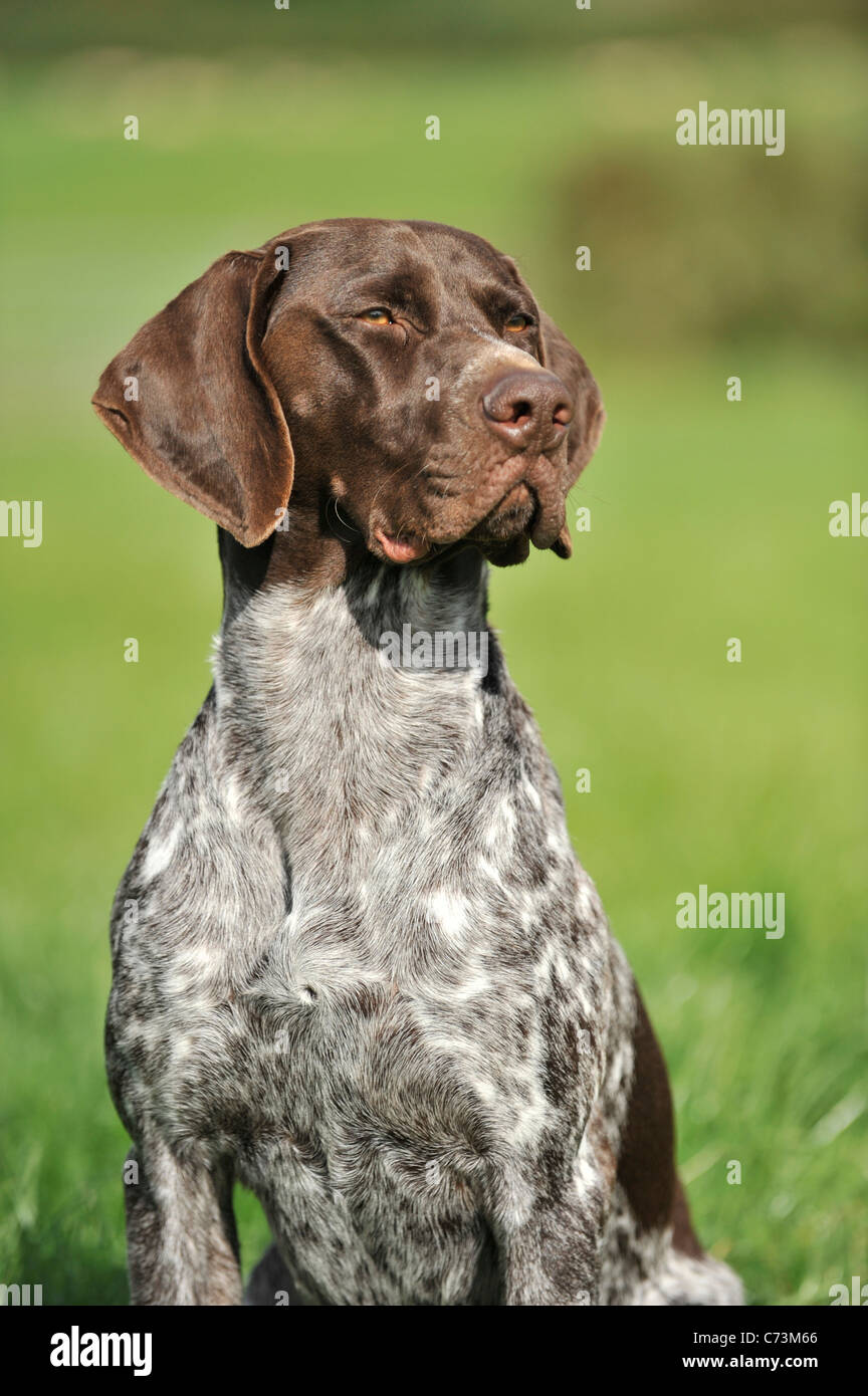 Gsp Dog Stock Photos Gsp Dog Stock Images Alamy