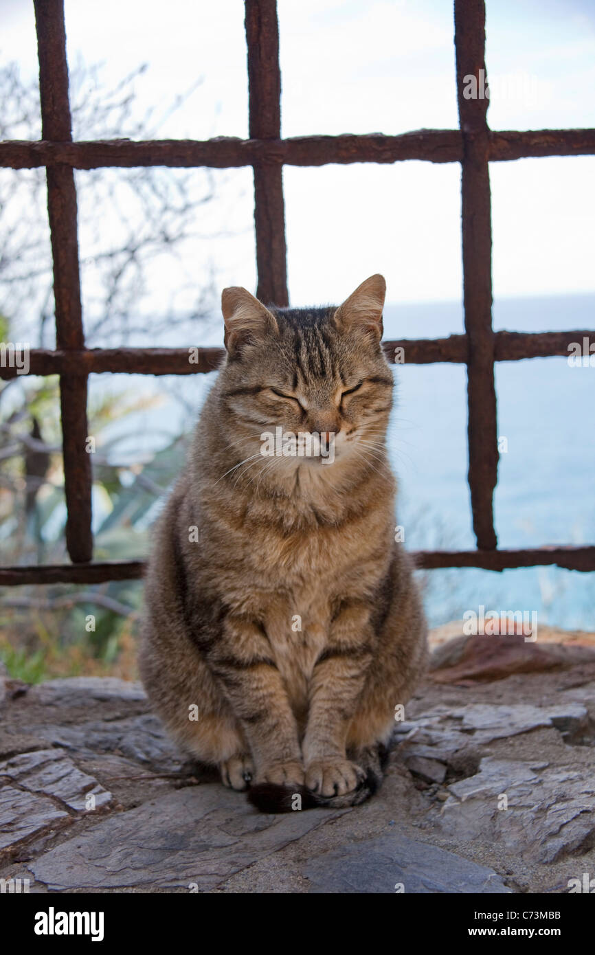 Cat on a mural, old town, Monterosso al Mare, Cinque Terre, Unesco World Heritage site, Liguria di Levante, Italy, Mediterranean sea, Europe Stock Photo