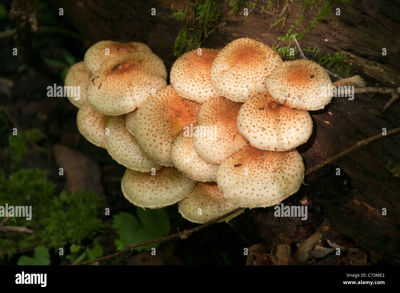 Cluster of wild mushrooms. Stock Photo