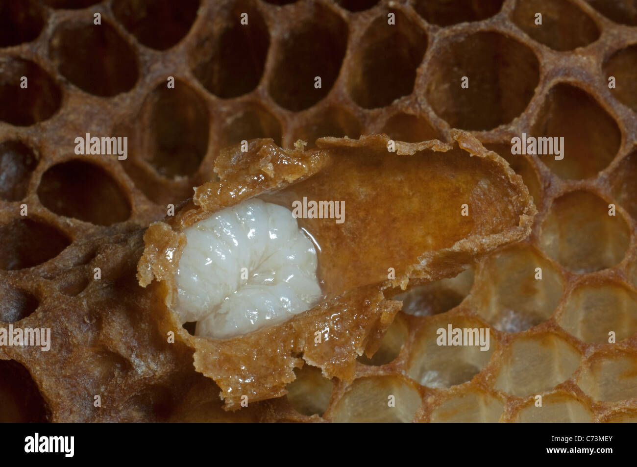 Honey Bee (Apis mellifera, Apis mellifica). Close-up of honeycomb with an opened queen cell, showing queen larva and royal jelly Stock Photo