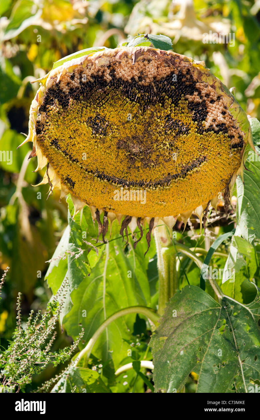 Sunflower with funny face. Stock Photo