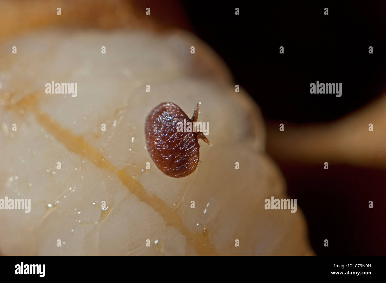 Honey Bee (Apis mellifera). Close-up of opened cell, showing male larva infected by the parasitic mite Varroa destructor Stock Photo