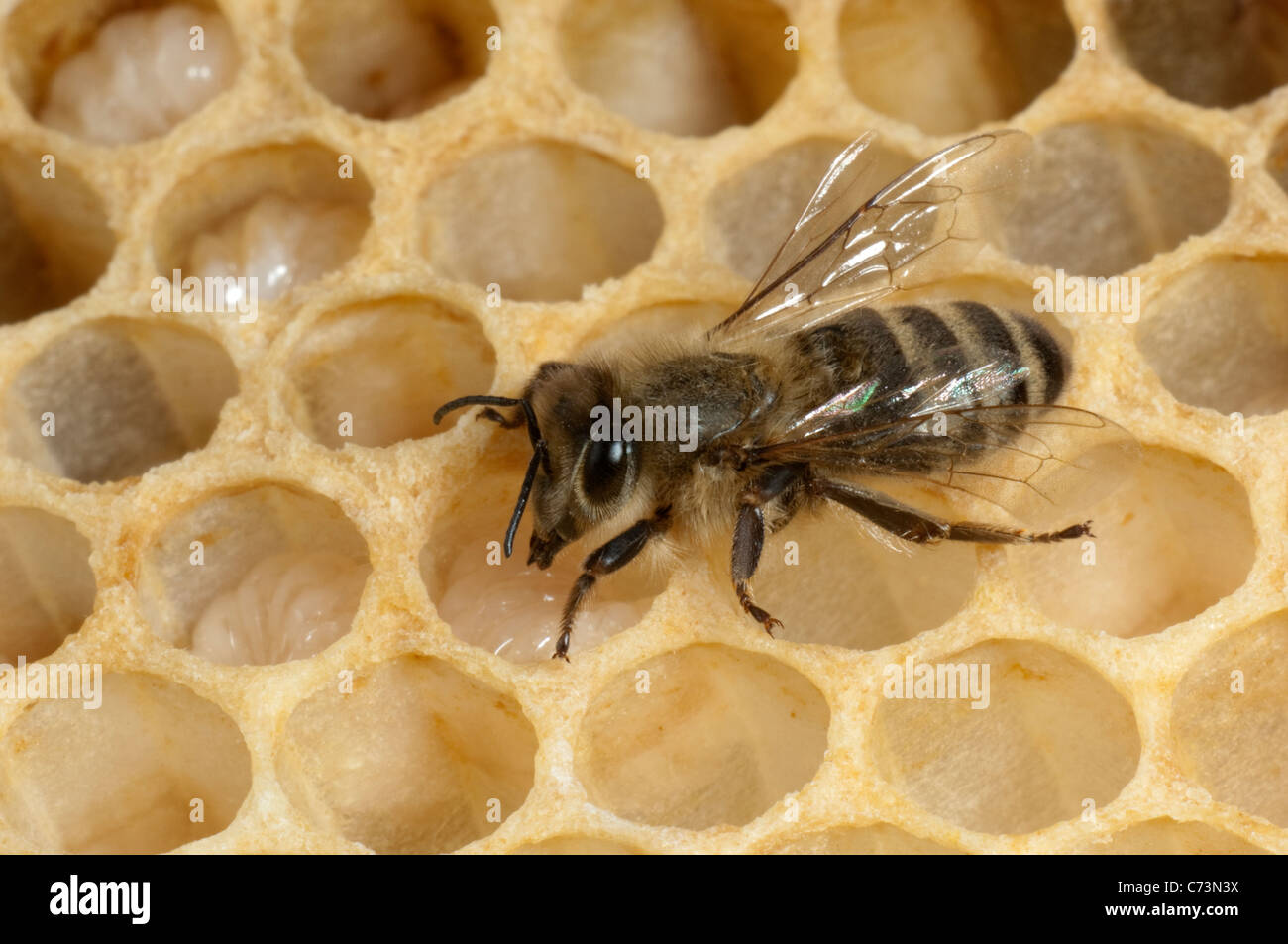 European Honey Bee, Western Honey Bee (Apis mellifera, Apis mellifica). Worker feeding larvae in cells of a honeycomb. Stock Photo