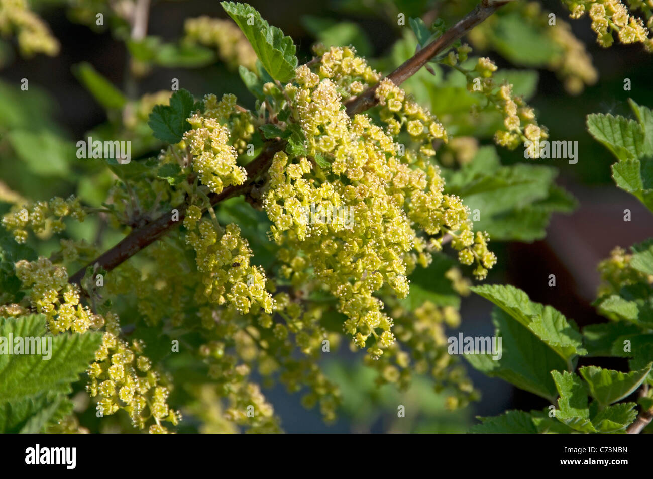 Redcurrant, Red Currant (Ribes rubrum), flowering. Stock Photo