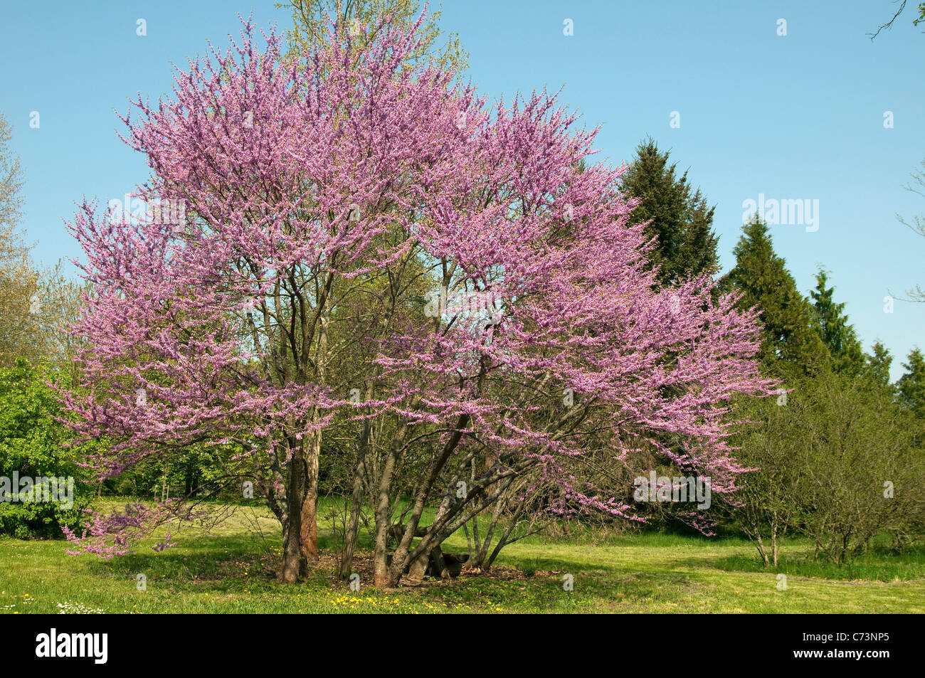 Judas Tree (Cercis siliquastrum). Flowering tree. Stock Photo