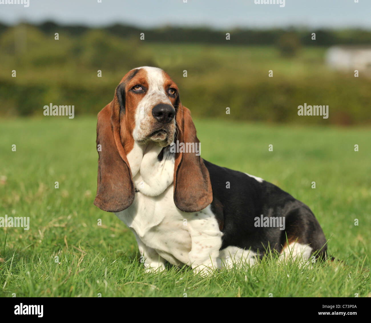 basset hound Stock Photo
