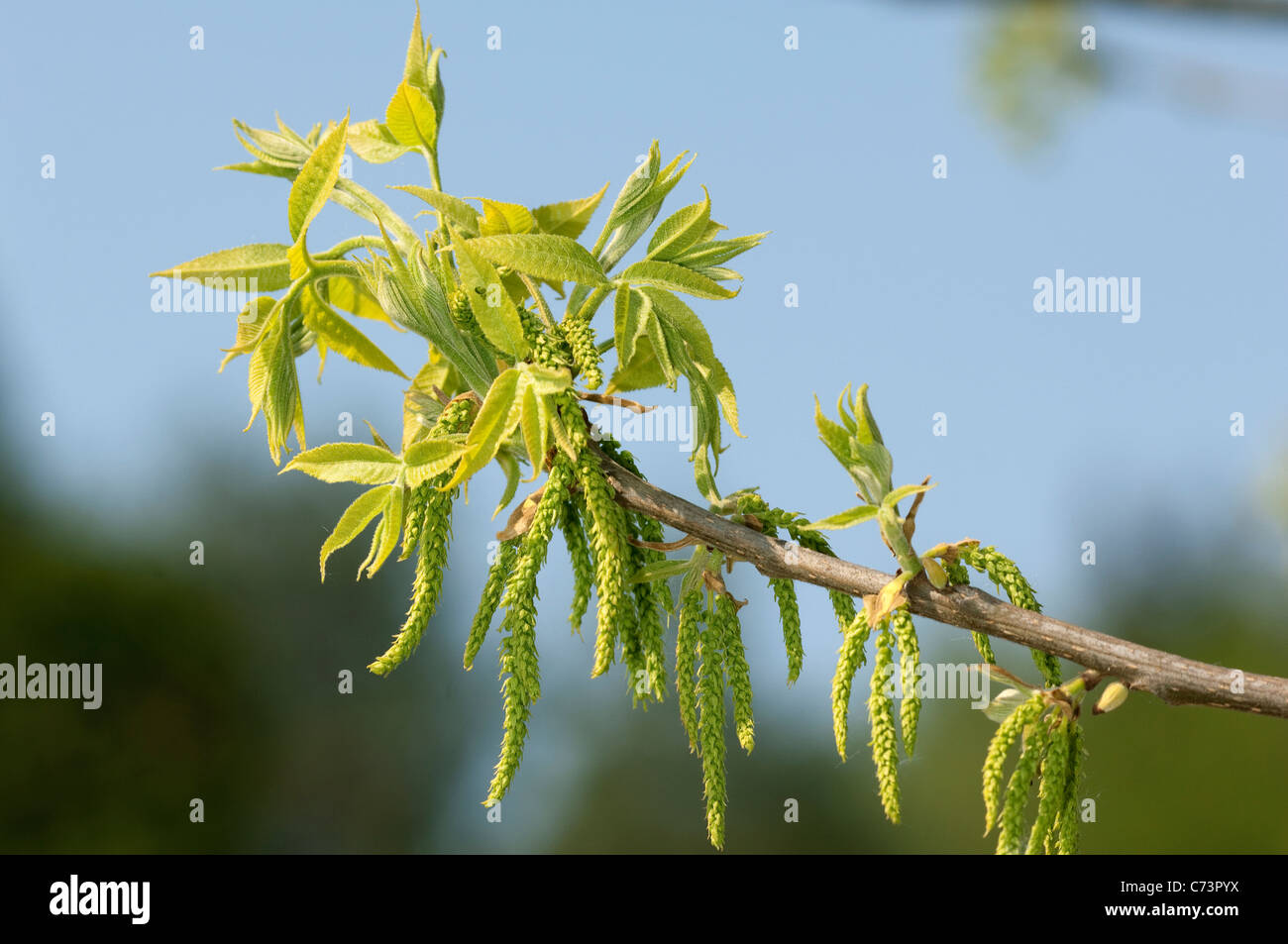 Pecan carya illinoinensis flowering twig hires stock photography and